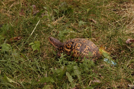 Turtle